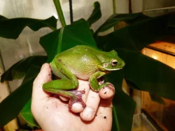 Rosnice běloretá (Litoria infrafrenata)