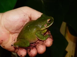 Rosnice běloretá (Litoria infrafrenata)