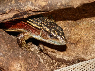 Ještěrkovec velký (Gerhosaurus major) 1,1