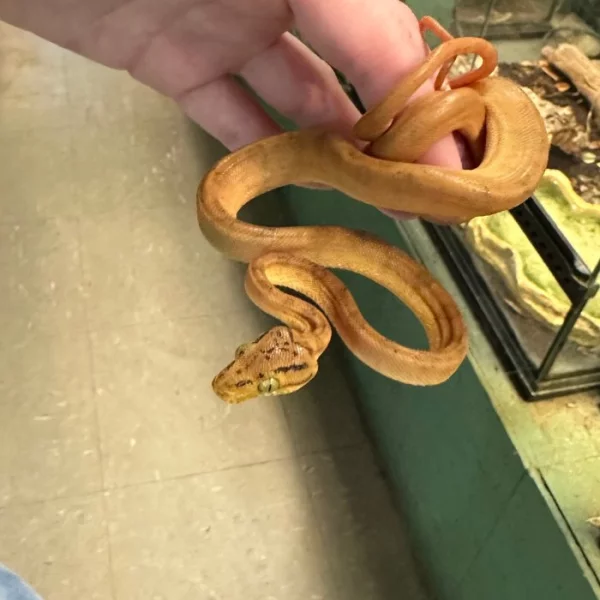 Koupím Corallus Hortulanus/Psohlavce Orinockého