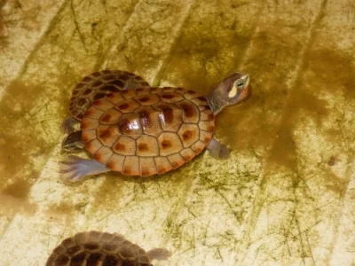Krátkokrčka červenobřichá (Emydura subglobosa) vlatní odchov