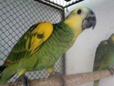 Prodám amazoňany modročelé(xanthoperyx)a amaz.vínorudé(fialovoprsé)