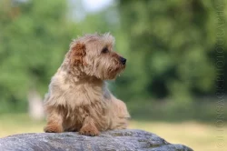 Norfolk Terrier