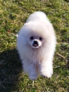 Pomeranian