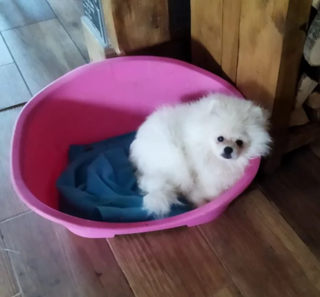 Pomeranian