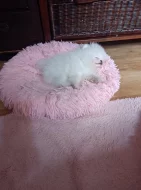 Pomeranian bez PP