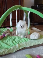 Pomeranian bez PP