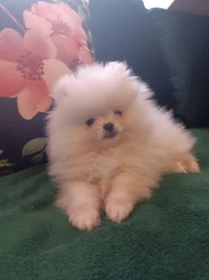 Pomeranian bez PP