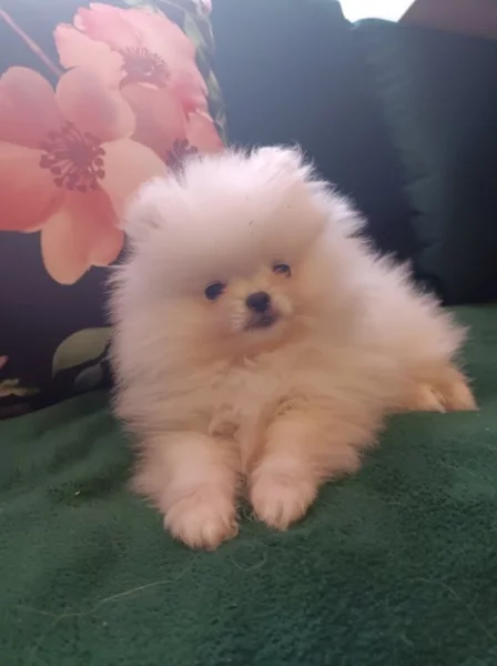 Pomeranian bez PP