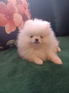 Pomeranian bez PP