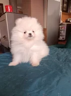 Pomeranian bez PP
