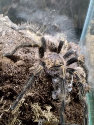 Sklípkan Grammostola pulchripes SAMEC