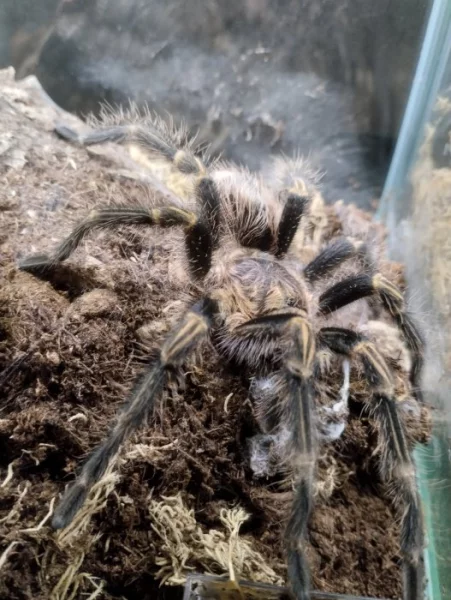 Sklípkan Grammostola pulchripes SAMEC