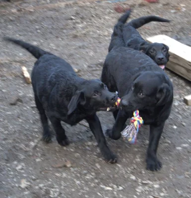 Labradorský retrívr- černá štěňátka s pp