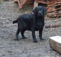 Labradorský retrívr- černá štěňátka s pp