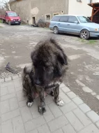 Štěňata Kavkazský pastevecký pes