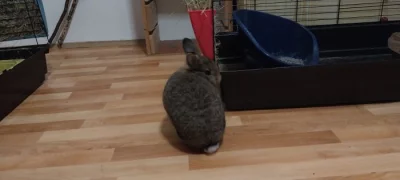 Zakrslí králičci