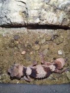 Nephrurus wheeleri cinctus