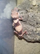 Nephrurus wheeleri cinctus