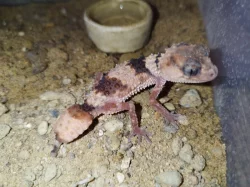 Nephrurus wheeleri cinctus