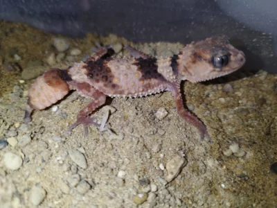 Nephrurus wheeleri cinctus