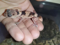 Nephrurus wheeleri cinctus