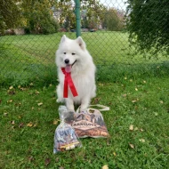 Samojed