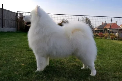 Samojed