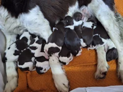 Malý munsterlandský ohař (MMO) – štěňata