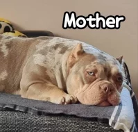 American Bully s PP ABKC