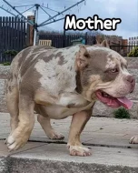 American Bully s PP ABKC