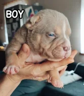 American Bully s PP ABKC