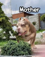 American Bully s PP ABKC