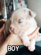 American Bully s PP ABKC