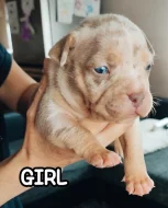 American Bully s PP ABKC
