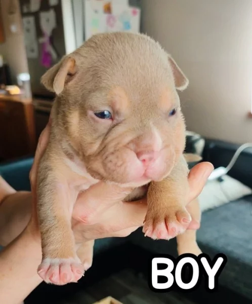American Bully s PP ABKC