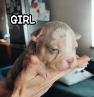 American Bully s PP ABKC