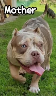 American Bully s PP ABKC