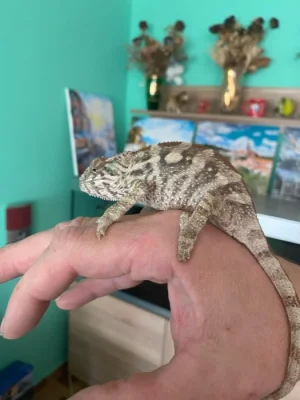 Chameleon pardálý  (Sambavy) - samice