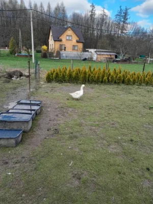 Prodám housery husy české