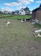 Prodám housery husy české