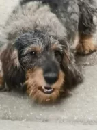 Daruji Jezevčíka