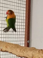 Agapornis