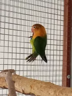 Agapornis