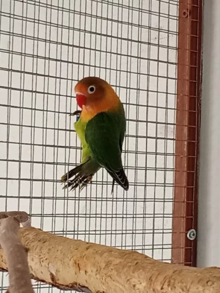 Agapornis