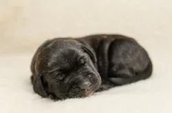 Cane Corso- štěňátka s PP