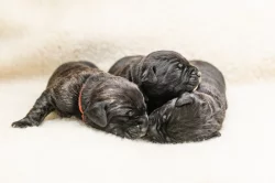 Cane Corso- štěňátka s PP