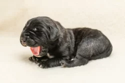 Cane Corso- štěňátka s PP