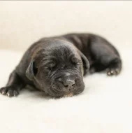 Cane Corso- štěňátka s PP