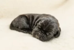 Cane Corso- štěňátka s PP